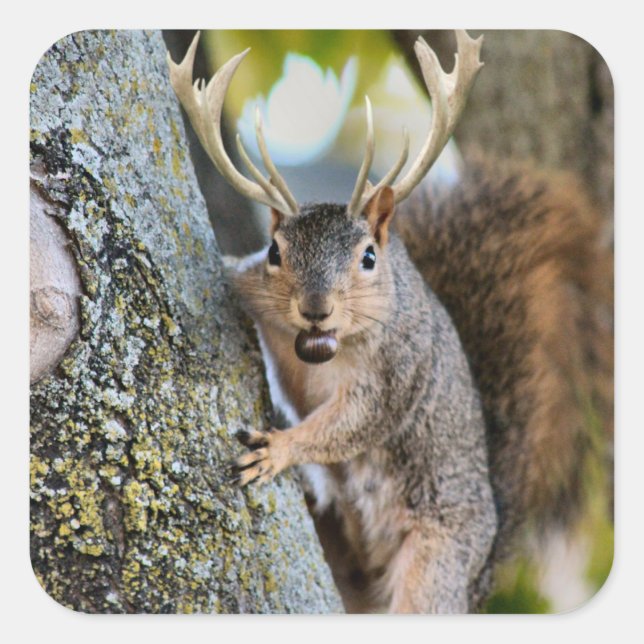 Adesivo Quadrado Deer Squirrelly (Frente)