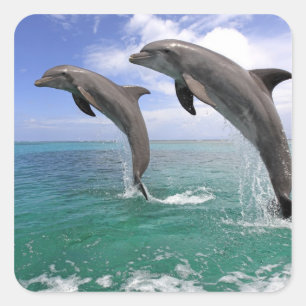 Adesivo Quadrado Delfin