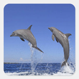 Adesivo Quadrado Delfin 2