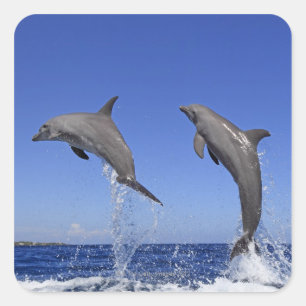 Adesivo Quadrado Delfin, Delfim, Tuemmler mais bruto, Tursiops 3