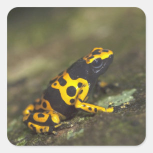 Adesivo Quadrado Dendrobates, Sapo de Dart Venenoso de Banda Amarel