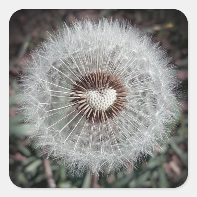 Adesivo Quadrado Dente-de-leão (Frente)