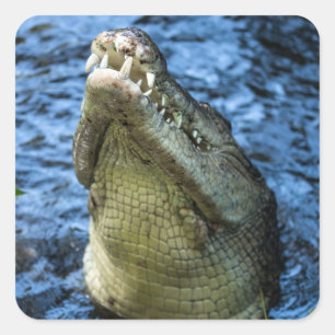 Adesivo Quadrado Dentes De Crocodilo Água