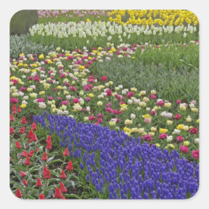 Adesivo Quadrado Desenho de jardim de Jacinto de Uva e tulipas,