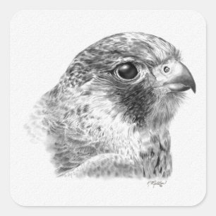 Adesivo Quadrado Desenho do Falcão do Lanner