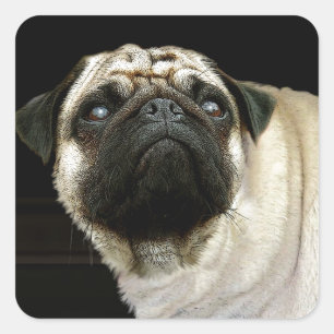 Adesivo Quadrado Desenhos de cães para amantes de animais de compan