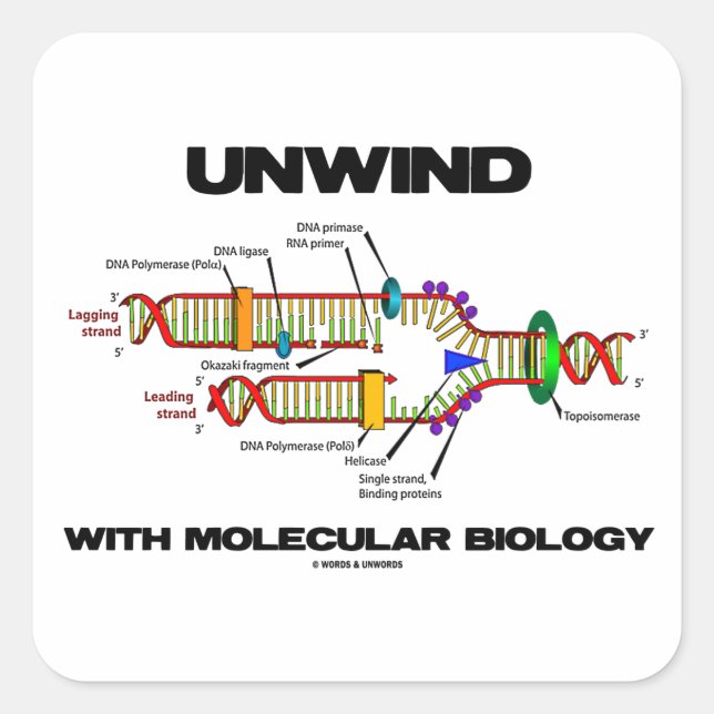 Adesivo Quadrado Desenrolar Com Biologia Molecular (Replicação De D (Frente)