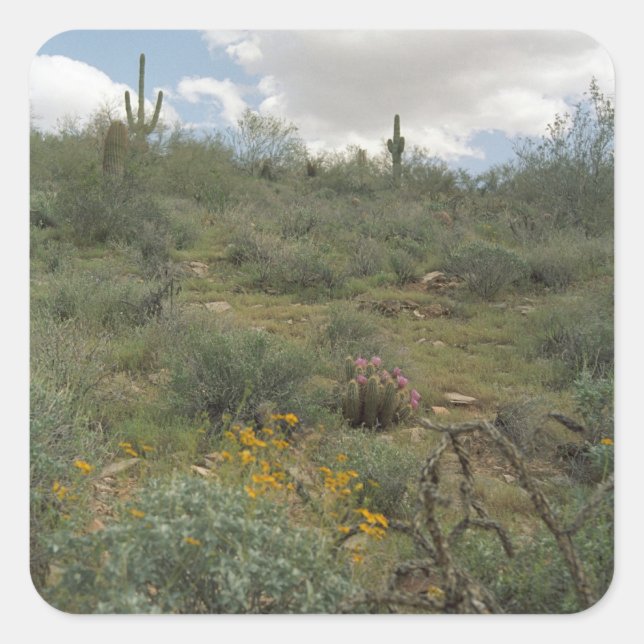 Adesivo Quadrado Desert Cactus Symphony Art Custom Sticker Decals (Frente)