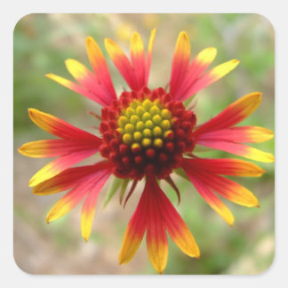 Adesivo Quadrado Deserto de Blanketflower Gaillardia