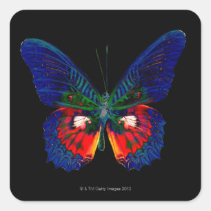 Adesivo Quadrado Design colorido da borboleta contra o contexto