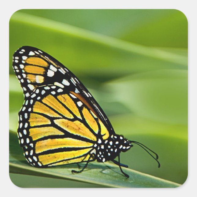Adesivo Quadrado Design de borboleta Monarca (Frente)