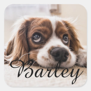 Adesivo Quadrado Design de Nome de Cachorro Personalizado – Gi para