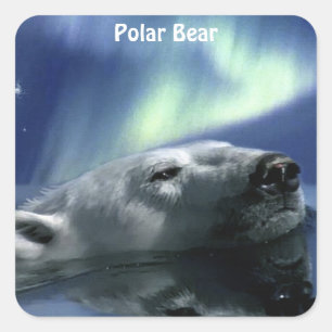 Adesivo Quadrado Design de Ursos para Animais e Animais Selvagens