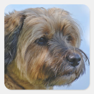 Adesivo Quadrado Design Terrier