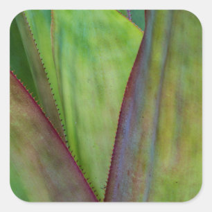 Adesivo Quadrado Detalhe da Planta Agave
