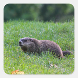 Adesivo Quadrado Devil's Hole Digger