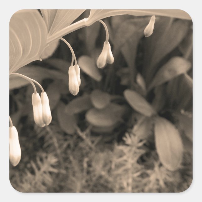 Adesivo Quadrado Dew Drops (Frente)