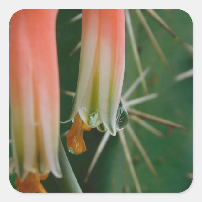 Adesivo Quadrado Dew on Aloe Bloom (Frente)