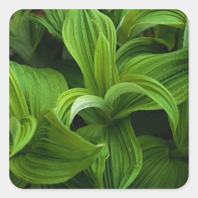 Adesivo Quadrado Dewdrops em um Falso Helaborado (Frente)