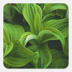 Adesivo Quadrado Dewdrops em um Falso Helaborado