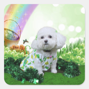 Adesivo Quadrado Dia de São Patrício - Bichon Frise - Mia