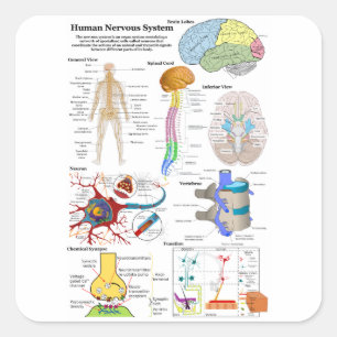 Adesivo Quadrado Diagrama do Cérebro Humano e Sistema Nervoso Cent