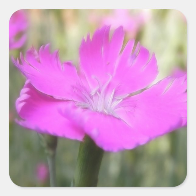 Adesivo Quadrado Dianthus Bloom Rosa (Frente)