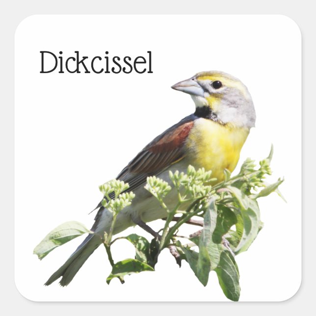Adesivo Quadrado Dickcissel Bird (Frente)