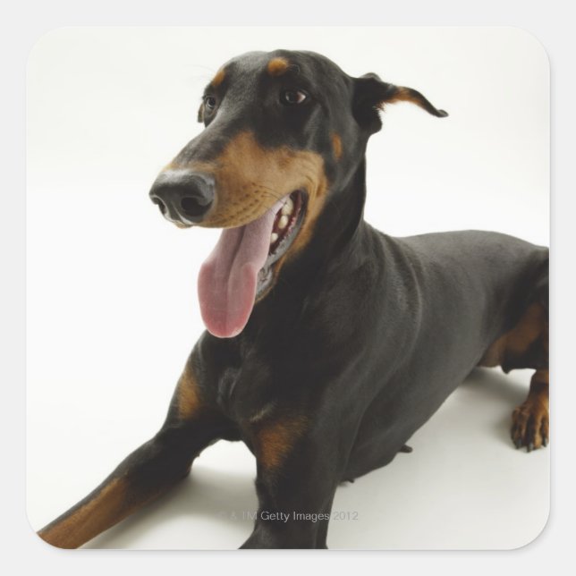 Adesivo Quadrado Doberman Pinscher 2 (Frente)