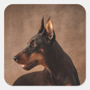 Adesivo Quadrado Dobermann - Pinscher do Doberman
