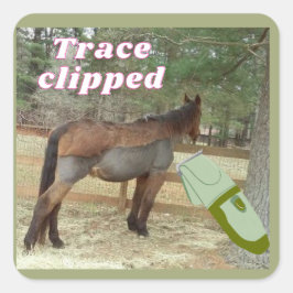 Adesivo Quadrado doce Jamie traçado cortado