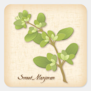 Adesivo Quadrado Doce Marjoram Herb Square Sticker