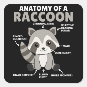Adesivo Quadrado Doce Raccoon Explicação Anatomia De Um Raccoon