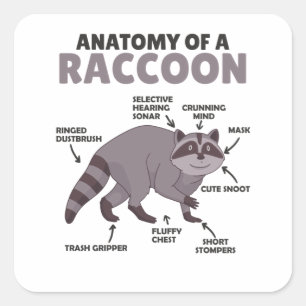 Adesivo Quadrado Doce Raccoon Explicação Anatomia De Um Raccoon