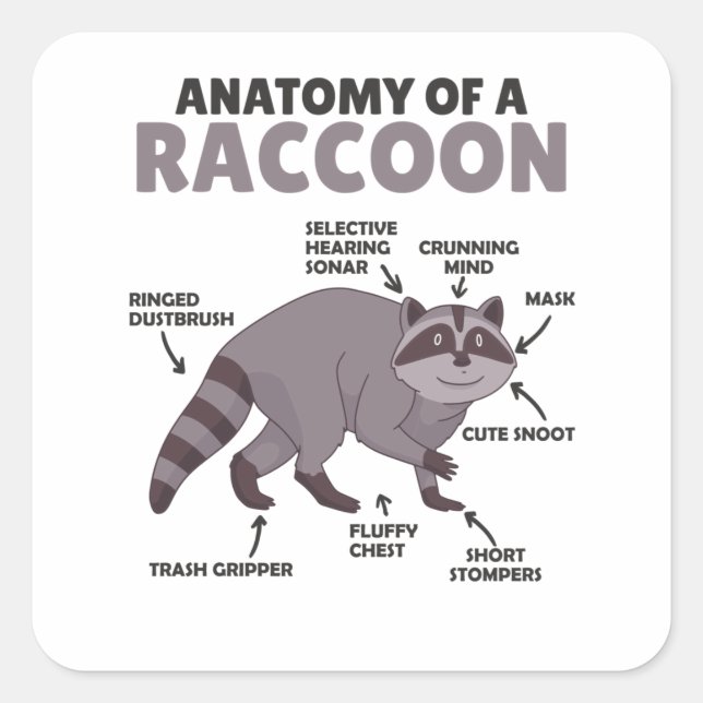 Adesivo Quadrado Doce Raccoon Explicação Anatomia De Um Raccoon (Frente)