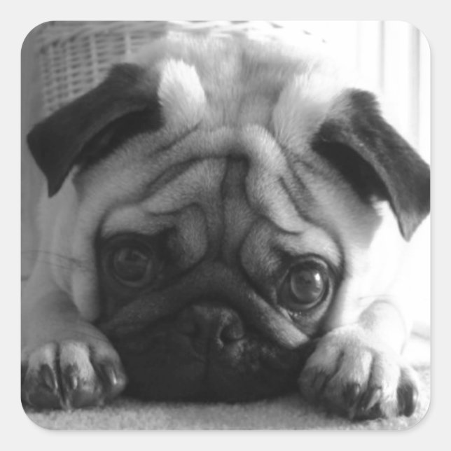 Adesivo Quadrado Doces Pugs (Frente)