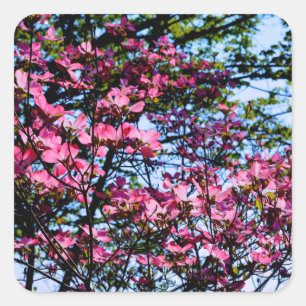 Adesivo Quadrado Dogwood