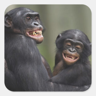 Adesivo Quadrado Dois Bonobos de sorriso