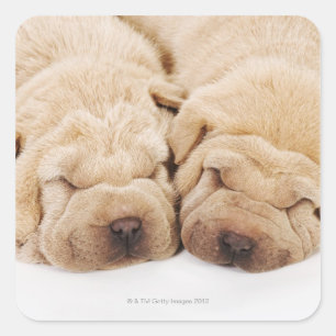 Adesivo Quadrado Dois cachorros Shar Pei dormindo