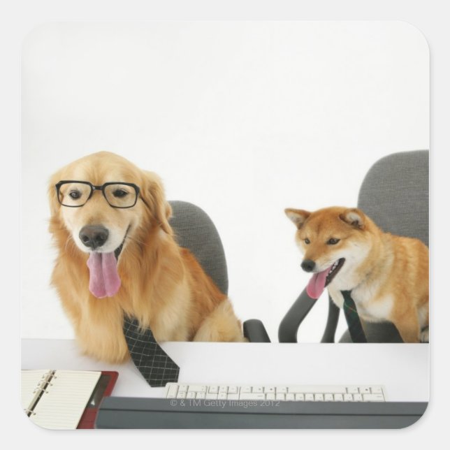 Adesivo Quadrado Dois cachorros vestindo gravata e óculos, sentados (Frente)