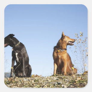Adesivo Quadrado Dois cães novos que olham em sentidos opostos