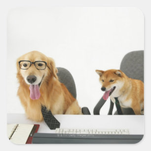 Adesivo Quadrado Dois cães que vestem o laço e os vidros,