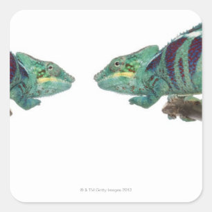 Adesivo Quadrado Dois camaleões da pantera Nosy sejam (Furcifer)