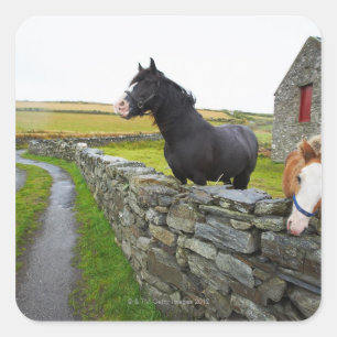Adesivo Quadrado Dois cavalos na fazenda em Inglaterra rural