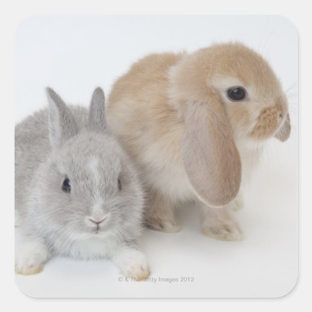 Adesivo Quadrado Dois coelhos. Holanda Anã e Holland Lop. (Frente)