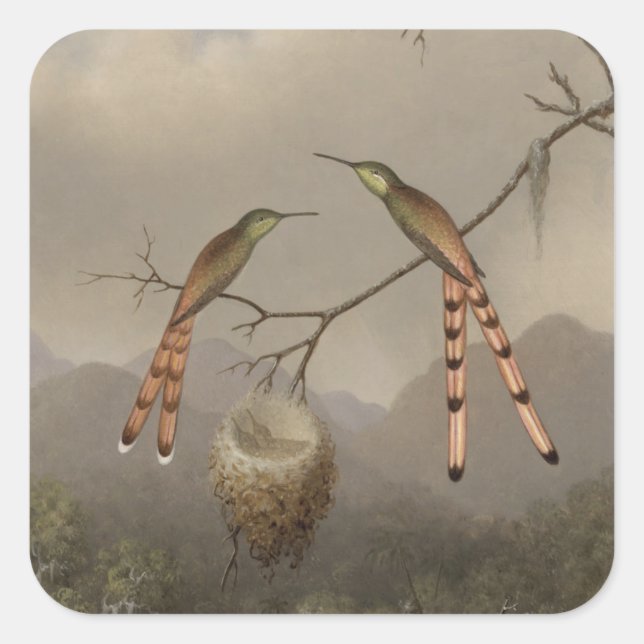 Adesivo Quadrado Dois colibris com seus jovens (Frente)