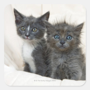 Adesivo Quadrado Dois gatinhos do gato malhado