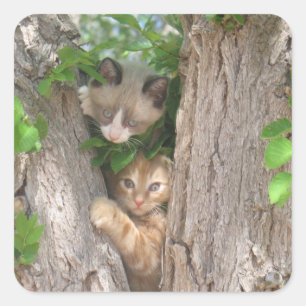 Adesivo Quadrado Dois gatinhos em uma árvore