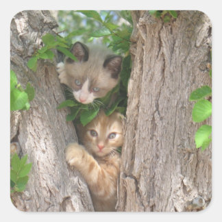 Adesivo Quadrado Dois gatinhos em uma árvore