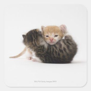 Adesivo Quadrado Dois gatinhos que afagam no fundo branco